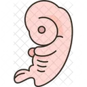 Embryo Fetus Placenta Icon