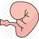 Embryo Human Fertility Icon