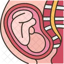 Embryo Baby Fetus Icon