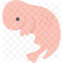 Embryo Mink Mammal Icon