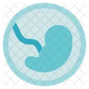 Biology Embryo Pregnancy Icon