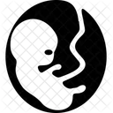 Embryo  Icon
