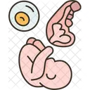 Embryology Fetus Pregnancy Icon