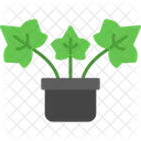 English Ivy Plant English Icône