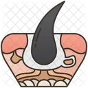 Epidermis  Icon
