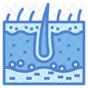 Epidermis  Icon