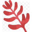 Erythrina  Icon