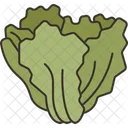 Escarole Lettuce Endive Icon