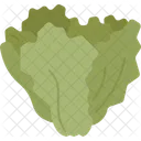 Escarole Lettuce Endive Icon