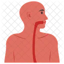 Esophagus Man Food Canal Icon