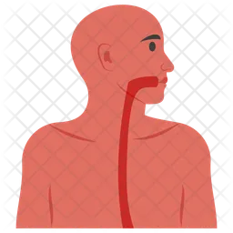 Esophagus  Icon