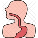Esophagus  Icône
