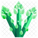 Esparragos Vegetales Organicos Icono