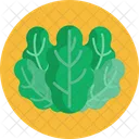 Espinaca  Icon