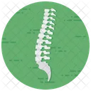 Coluna Vertebral Espinha Dorsal Coluna Vertebral Ícone