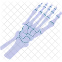 Esqueleto Dedo Do Pe Anatomia Ícone