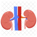 Estenosis De La Arteria Renal Estenosis De La Arteria Estenosis Renal Icono