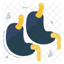 Estomago Digestion Organo Humano Icono