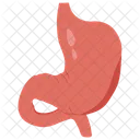 Estomago Sistema Digestivo Esofago Ícone