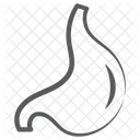 Estomago Orgao Digestivo Anatomia Ícone