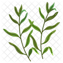 Estragon Krauter Gewurze Symbol