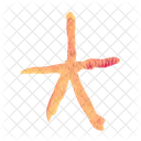 Estrella De Mar Pez Mar Icon