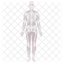 Esqueleto Humano Anatomia Ícone