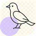 Etourneau Oiseau Troupeau Icône