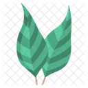 Eucaliptus Leaf  Icon