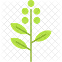 Eucalyptus Leaf Herbal Icon