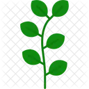 Eucalyptus Leaf Herbal Icon