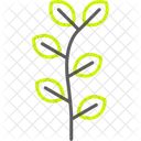 Eucalyptus Leaf Herbal Icon