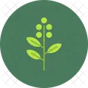 Eucalyptus Leaf Herbal Icon