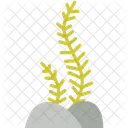 Eucheuma Cottonii Plant Ocean Icon