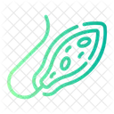 Euglena Alga Seaweed Icon