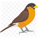 Bird Eurasian Bullfinch Female Bird Icon