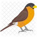 Vogel Eurasischer Gimpel Weiblicher Vogel Symbol