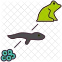 Evolution  Icon
