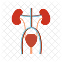 Excretory Anatomy Medical Icon