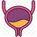 Organ Excretory System Internal Icon