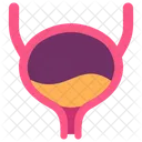 Excretory System  Icon
