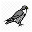 Falcon Bird Animal Icon