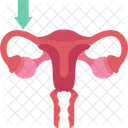 Fallopian  Icon