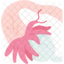Fallopian Tube Cancer Icon