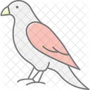 Faucon Oiseau Predateur Icône
