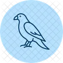 Faucon Oiseau Predateur Icône