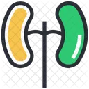 Feijao Em Forma Orgao Icon