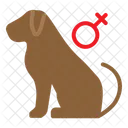 Dog Gender Pet Shop Icon