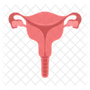 Female reproductive system  Icon