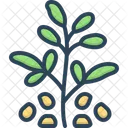 Fenugreek Seed Trigonella Icon